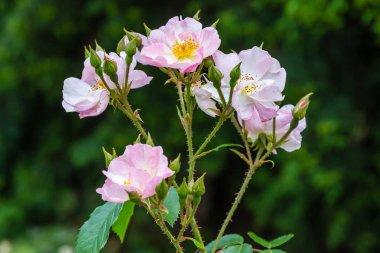 Güzel çiçek açan güller yakın. Doğa arka planı