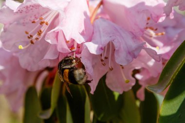 Bahar bahçesinde çiçekli rhododendrons