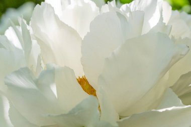 çiçekli peonies bahçede