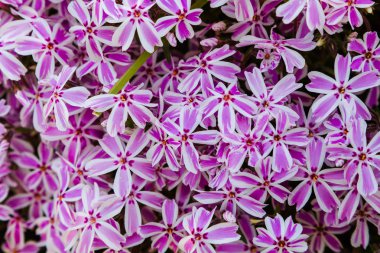 Phlox paniculata çiçekleri yakın. Çiçek arka plan