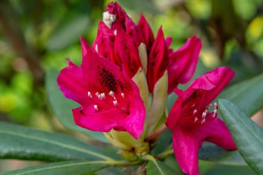 Bahar bahçesinde çiçekli rhododendrons