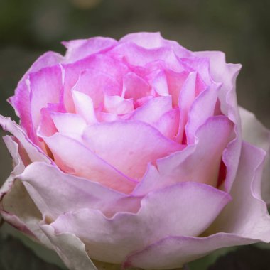 Güzel çiçek açan güller yakın. Doğa arka planı