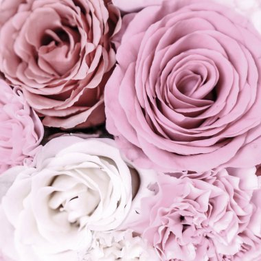 Güzel tonda güller yakın. Doğa arka planı