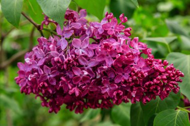 Park veya bahçe nin arka planında leylak dalları. Çiçek açan leylak bahar dalları