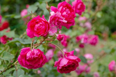 Güzel çiçek açan güller yakın. Doğa arka planı