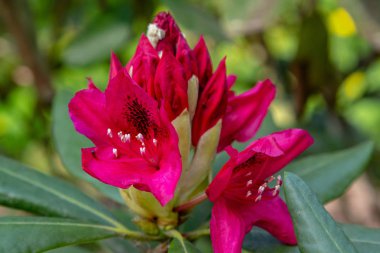 Bahar bahçesinde çiçekli rhododendrons