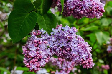 Park veya bahçe nin arka planında leylak dalları. Çiçek açan leylak bahar dalları