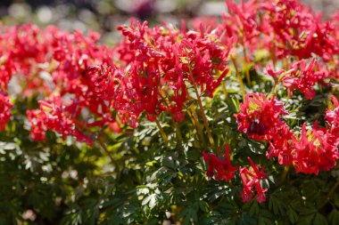Hollowroot, Corydalis cava. Corydalis cava, corydalis yakın çekim kırmızı bahar çiçekleri. Erken ilkbaharda ormanda kırmızı corydalis çiçekleri