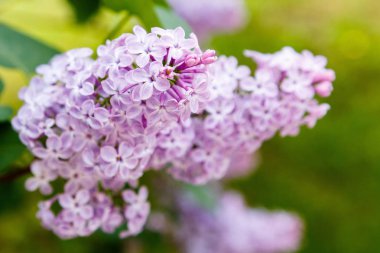 Park veya bahçe nin arka planında leylak dalları. Çiçek açan leylak bahar dalları