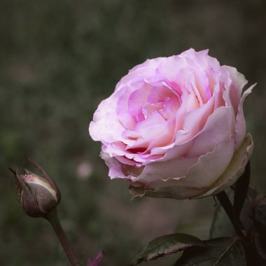 Güzel çiçek açan güller yakın. Doğa arka planı