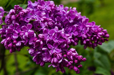 Bahçede çiçek açan leylak (Syringa). Doğal arka planda güzel mor leylak çiçekleri