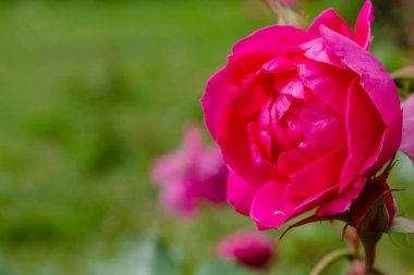Güzel çiçek açan güller yakın. Doğa arka planı