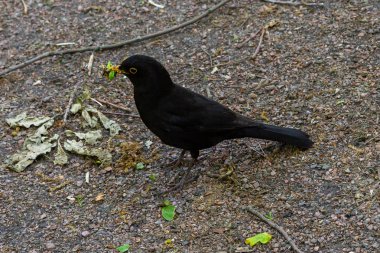 Karatavuk (Turdus merula) tavukları beslemek için gagasını tutuyor 