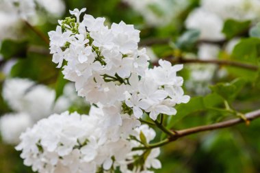 Park veya bahçe nin arka planında leylak dalları. Çiçek açan leylak bahar dalları