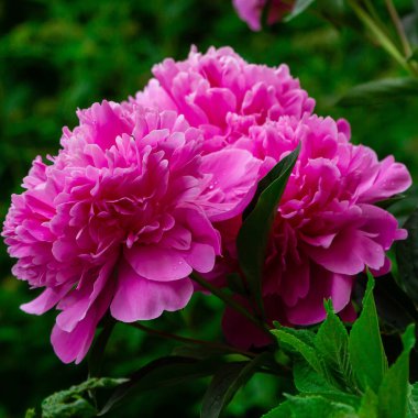 çiçekli peonies bahçede