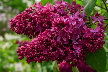 Park veya bahçe nin arka planında leylak dalları. Çiçek açan leylak bahar dalları