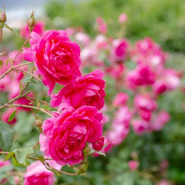 Güzel çiçek açan güller yakın. Doğa arka planı