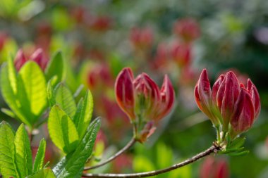 Bahar bahçesinde çiçekli rhododendrons