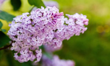 Park veya bahçe nin arka planında leylak dalları. Çiçek açan leylak bahar dalları