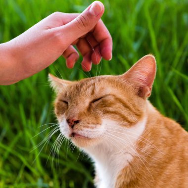 Yeşil çimenlerin arka planında kırmızı bir kedi portresi