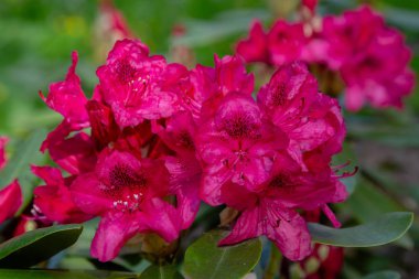 Bahar bahçesinde çiçekli rhododendrons