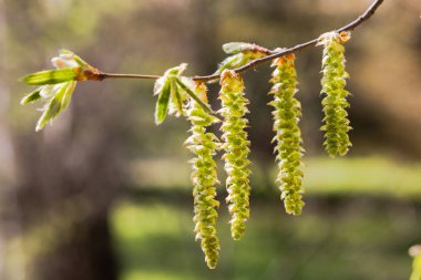 Huş ağaçları doğal arka planda çiçek açarlar. Genç yapraklı huş dalları
