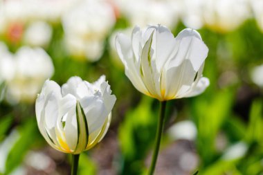 Bahar bahçesinde güzel laleler. Soğanlı bitkilerin yetiştirilmesi. 