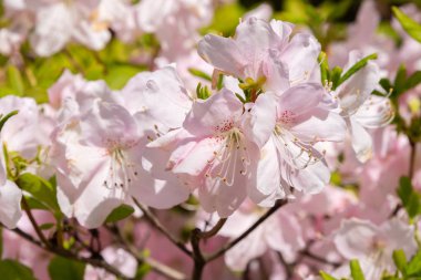 Bahar bahçesinde çiçekli rhododendrons