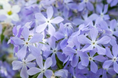 Phlox paniculata çiçekleri yakın. Çiçek arka plan