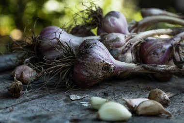 Sarımsak ampuller ve diş sarımsak 