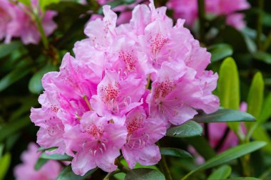 Bahar bahçesinde çiçekli rhododendrons