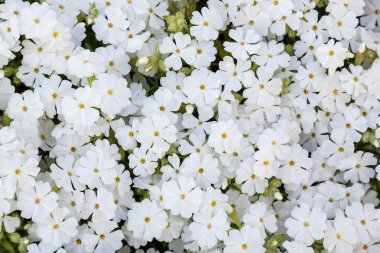Phlox paniculata çiçekleri yakın. Çiçek arka plan