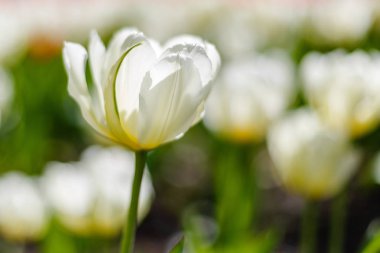 Bahar bahçesinde güzel laleler. Soğanlı bitkilerin yetiştirilmesi. 