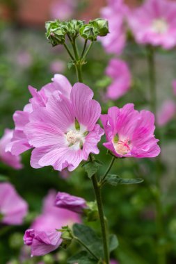 oleander Oleander çiçekleri büyük bir tropikal bitkidir. Güzel çiçek tropikal arka plan