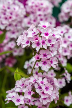 Phlox paniculata çiçekleri yakın. Çiçek arka plan
