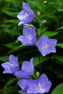 Çiçekler mavi çan, çan çiçeği, ampanula, yakın çekim. Bahçede çiçekli mavi platycodon