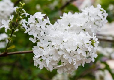 Park veya bahçe nin arka planında leylak dalları. Çiçek açan leylak bahar dalları