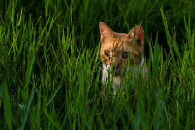Yeşil çimenlerin arka planında kırmızı bir kedi portresi