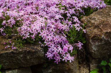 Phlox paniculata çiçekleri yakın. Çiçek arka plan