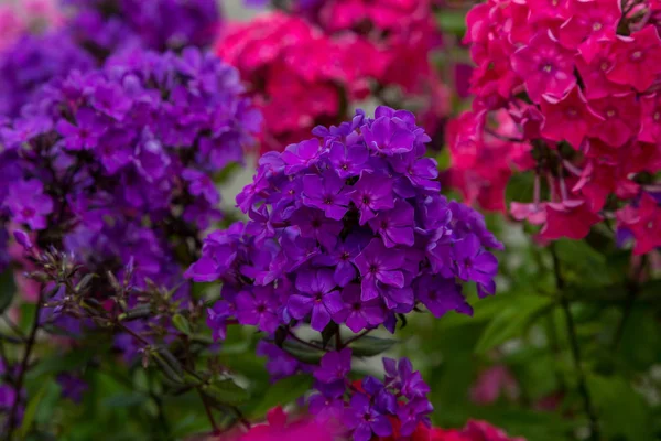 Цветки Phlox Paniculata Различных Сортов Крупным Планом Цветочный Фон — стоковое фото