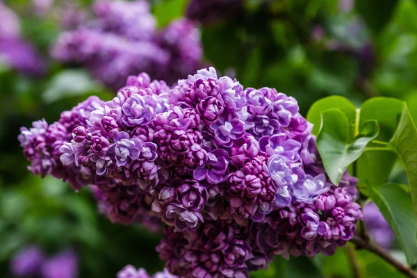 Lilas Fleurs Syringa Dans Jardin Belles Fleurs Lilas Violet Sur — Photo