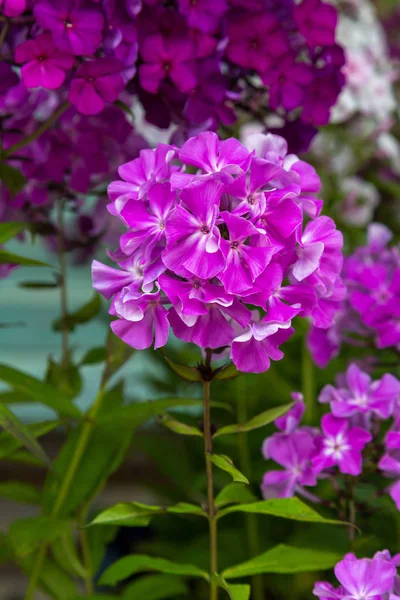 Kwiaty Phlox Paniculata Różnych Odmian Bliska Tło Kwiatowe — Zdjęcie stockowe