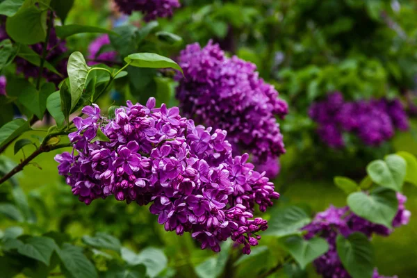 Lila Floreciente Syringa Jardín Hermosas Flores Color Lila Púrpura Sobre — Foto de Stock