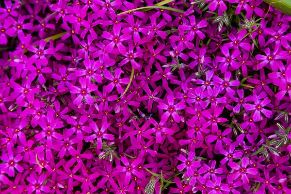 Fiori Phlox Paniculata Diverse Varietà Vicino Sfondo Fiore — Foto Stock