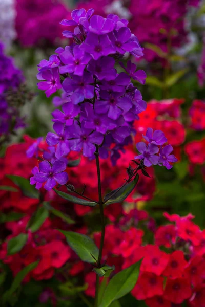 Kwiaty Phlox Paniculata Różnych Odmian Bliska Tło Kwiatowe — Zdjęcie stockowe