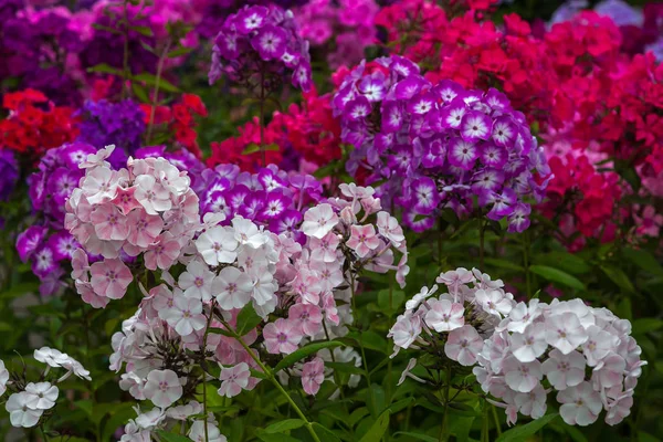 Цветки Phlox Paniculata Различных Сортов Крупным Планом Цветочный Фон — стоковое фото