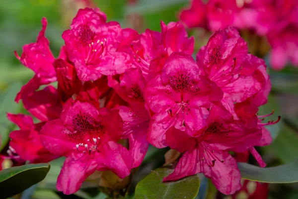 Kwitnące Rododendrony Wiosennym Ogrodzie — Zdjęcie stockowe