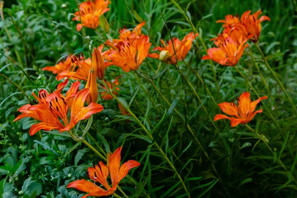 Japanische Türkenmützenlilie Lilium Hansonii Garten Orangefarbene Blüten Von Lilium Hansonii — Stockfoto