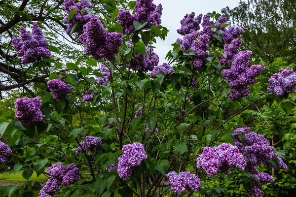 Lilas Fleurs Syringa Dans Jardin Belles Fleurs Lilas Violet Sur — Photo