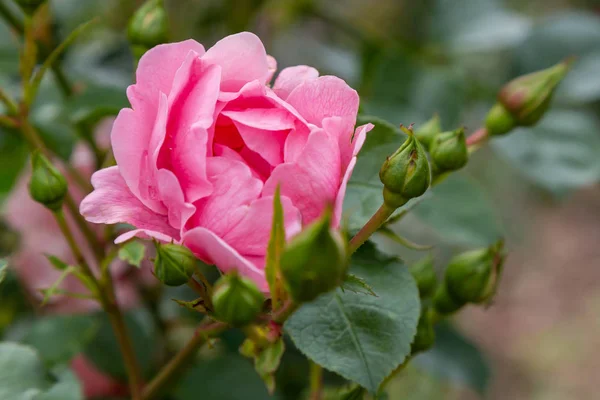 Mooie Gestemde Rozen Close Natuur Achtergrond — Stockfoto